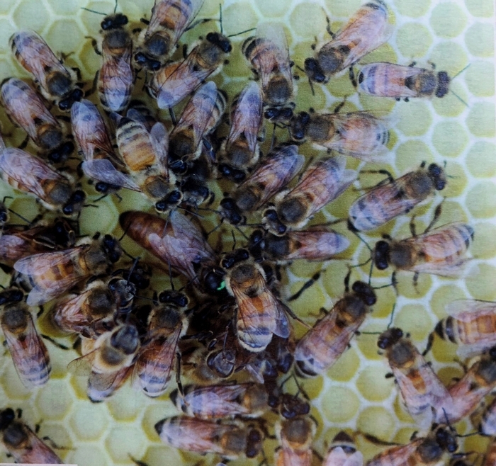 Новое пчеловодство основано на нашем родном дупляном улье, который берёт своё начало от дупла и встраивается в цепочку: дупло – борть – колода - улей П. И. Прокоповича - улей Н. М. Витвицкого - улей Ф. А. Соколова - Оптимальный дупляной улей. Дупляной улей