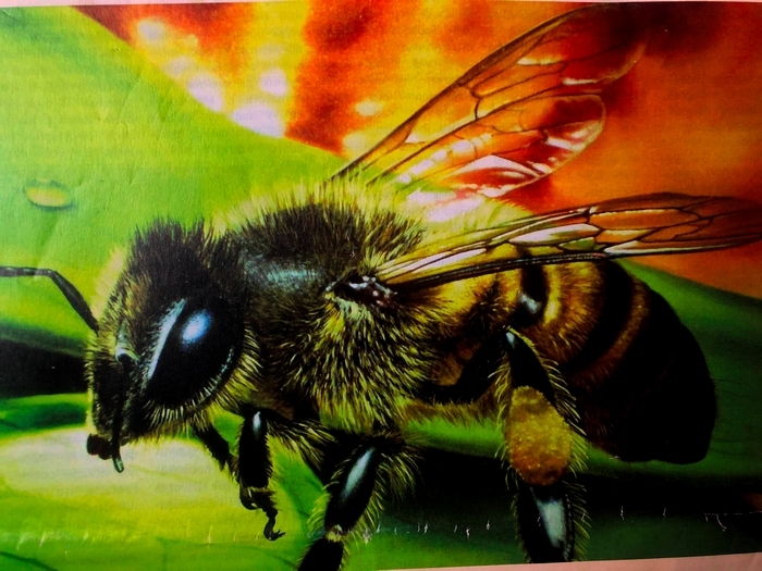 Новое пчеловодство может быть интересно как пчеловодам- любителям всегда страдающим недостатком времени для обслуживания пчёл, так и пчеловодам-профессионалам, желающим поднять производительность труда. Новое пчеловодство